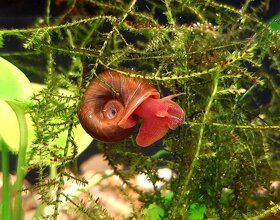 Endlerka (Poecilia wingei) - 14