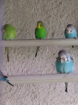 ANDULKA VLNKOVANÁ - 14