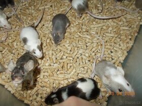 Barevné myšky (platí do smazání) - 14