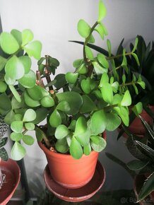 Nabízím gasterie, aloe, agave, chamaedora. - 14