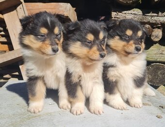 Kolie dlouhosrstá - 14