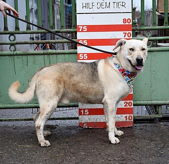 DELISO K ADOPCI - 2 ROKY, HODNÝ, KLIDNÝ,KONTAKTNÍ - 14