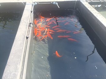 Koi kapr ,Karas zlatý,Karas shubunkin,závojnatka. - 14