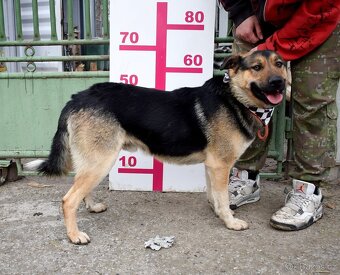 CHAMPUS K ADOPCI - 1 ROK, HODNÝ,SNÁŠENLIVÝ,VHODNÝ K DĚTEM - 14
