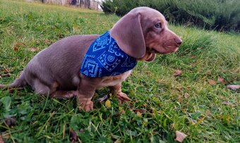 Trpasličí hladkosrstý jezevčík - 14