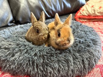 ♥️zakrslý králík - mimča již k odběru 🐰 - 14