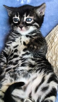 Bengálská kočka s Pp - 14