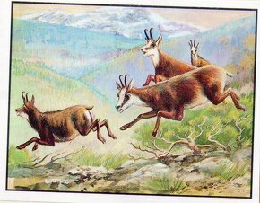 Encyklopedie ohrožených zvířat WWF Lutra Panini (1991) - 14