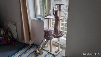 kocour Sphynx - 14