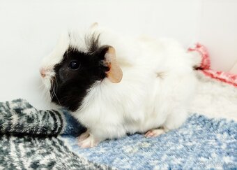 Morče, Morčata, Morčátko, Morčátka - GIGI A GINA - 14