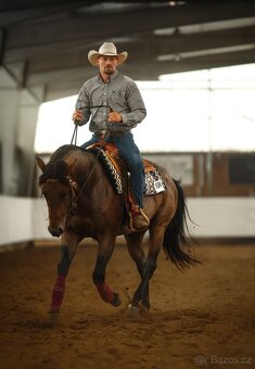 Připouštěni bay roan hřebcem Quarter horse - 14
