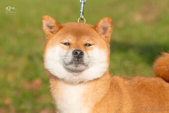 Shiba  štěňata s PP ODBĚR IHNED - 14