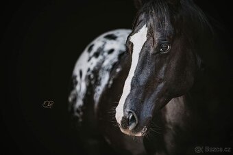Připouštění hřebcem APPALOOSA - 14