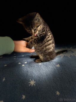 🐾 Hledá se nový domov pro kocourka Bobánka 🐾 - 14