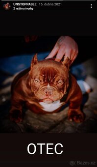 exotic bully micro fena - suka - 14