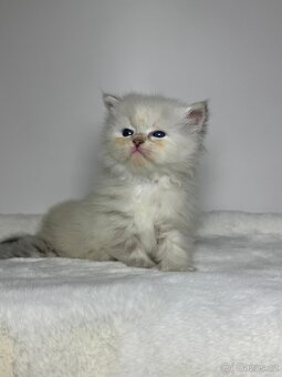 Sibiřská kočka s PP – kočička Indira - 14