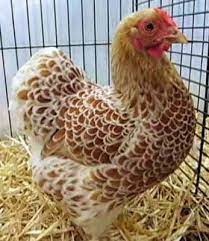 Slepičky Wyandotky zdrobnělé na vajíčka i na okrasu - 14