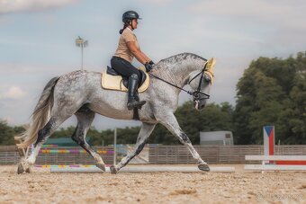 Připouštění PRE plemenným hřebcem- pura raza espanola - 14