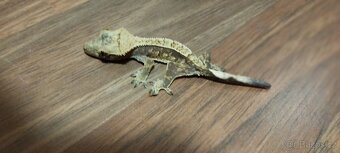 3.8.2 Correlophus ciliatus - Pagekon řasnatý - 14