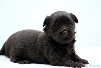 jorkšírský terrier s PP - 14