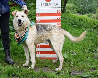 ŽIŽI K ADOPCI - 2 ROKY, ODDANÝ, BYSTRÝ, UČENLIVÝ - 14