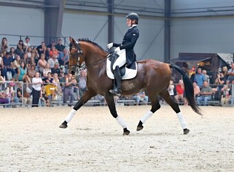 Lusitano hřebec PSL 2025 TOP drezurní linie - 14