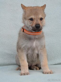 Československý vlčák - 14