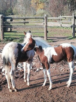 Připouštění homozygot. hřebci APH a Appaloosa - 14