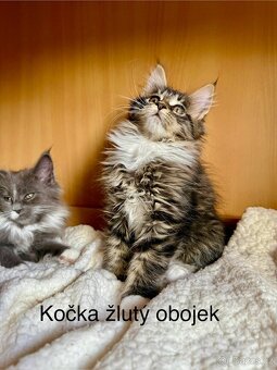 Mainská mývalí koťata - MCO - 14