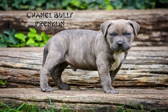American bully XL/XXL - 14