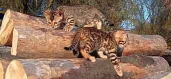 Kočka bengálská - 14