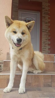 Šteňátka Akita Inu - 14