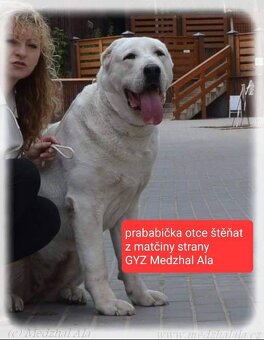 SAO-Středoasijský pastevecký pes-štěňata - 14