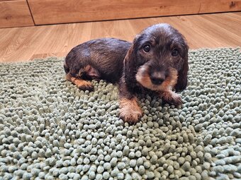 Jezevčík drsnosrstý standard POSLEDNÍ VOLNÁ FENKA - 14