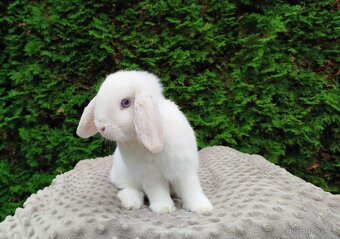 Zakrslý beránek, králíček, králík - NOAH - 14