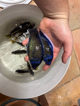 Tlamovci Malawi - 14