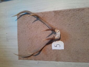Prodám parohy - 14
