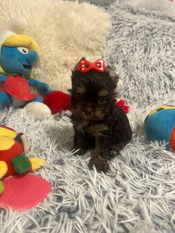 Jorkširský teriér s pp - 14