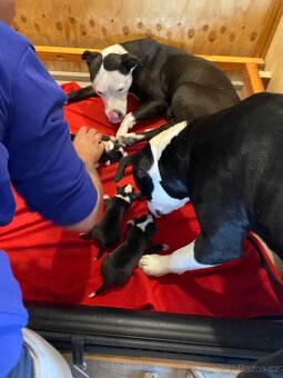 X American bully staford pitbull - 14