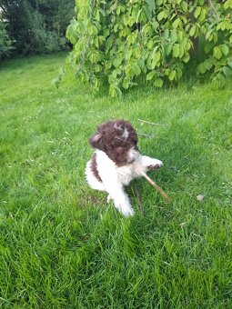 Lagotto romagnolo ( italský vodní pes) - 14