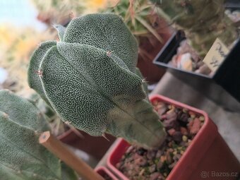 Kaktusy a sukulenty - 14