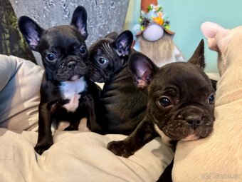 Francouzský buldoček – štěňátka - 14