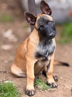 BELGICKÝ OVČÁK MALINOIS - ŠTĚŇATA - 14