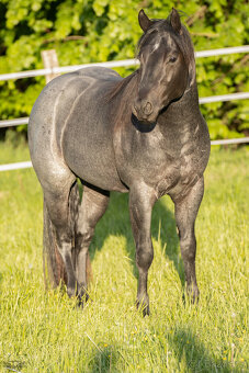 Připouštění výjimečným BLUE ROAN hřebcem QH, 7 panel N/N - 14