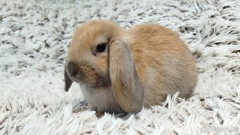 Zakrslý beránek, králíček, králík - JIJI - 14