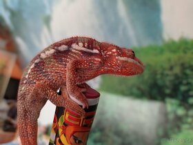 Chameleon pardáli - 14