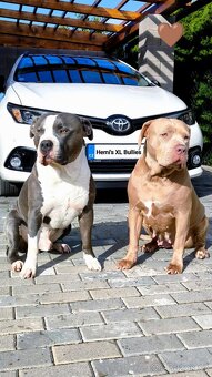 American Bully XL (reg. ABKC) Modrá a Šampaň štěňátka - 14