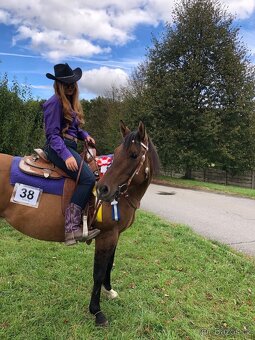 2,5 letá APH klisna - 14