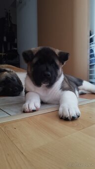 Americká akita štěňátka pejsek a fenečka - 14