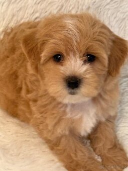 Maltipoo - 14